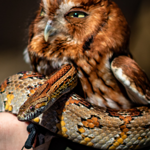 owl with a snake around its body